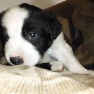 Meet your Posher, Levi